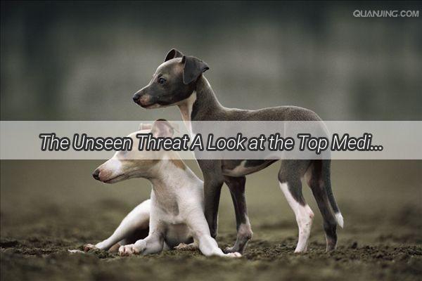 The Unseen Threat A Look at the Top Medications That Can Make Your Dog Ill